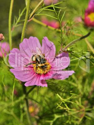 Hummel