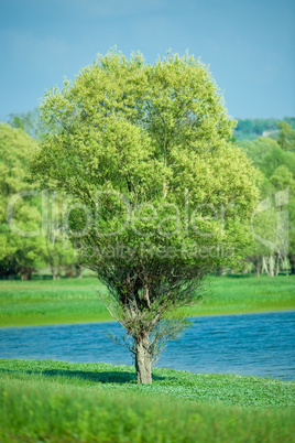 Isolated green summer tree