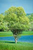 Isolated green summer tree