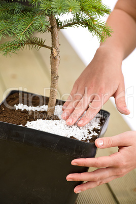 Gardening - female hands take care of bonsai tree