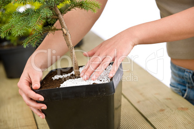 Gardening - female hands take care of bonsai tree