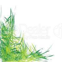 GRASS