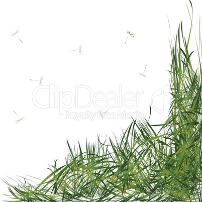 grass with stems