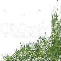 grass with stems