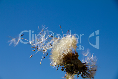 Löwenzahn Pusteblume