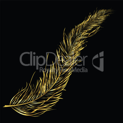 Golden feather