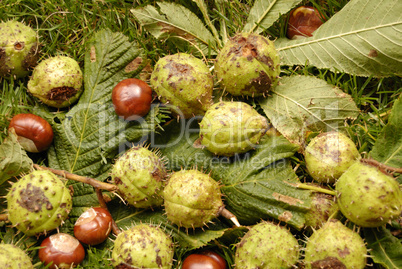 Chestnuts