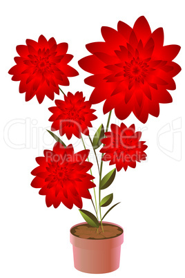 Potted flower