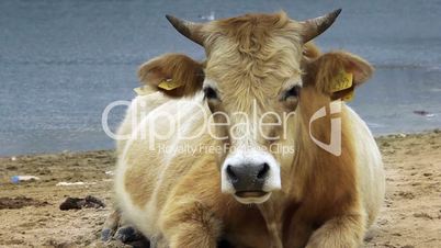 Dairy cow (Bos taurus) eating grass near lake