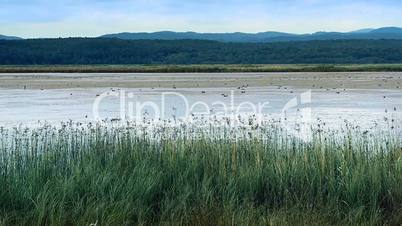 Reeds on tranquil lake bed