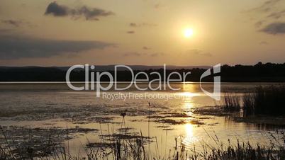 Reeds on lake bed at sunset , nature, scenics