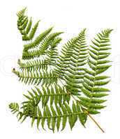 Fern leaf