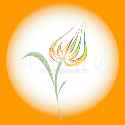 Tulip