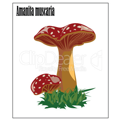 Amanita