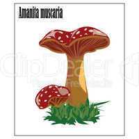 Amanita