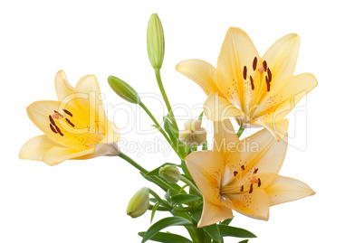 Yellow lilies