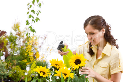 Gardening - woman sprinkling water on sunflower blossom