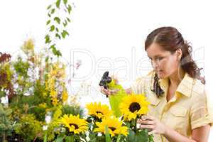Gardening - woman sprinkling water on sunflower blossom