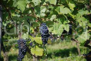 Weintrauben in sonniger Lage