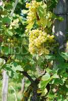 Weiße Weintrauben in sonniger Lage