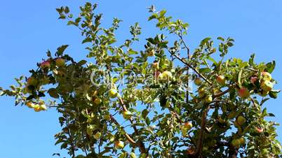 Apples on the tree