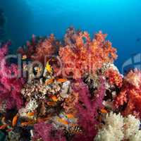 Colourful tropical reef