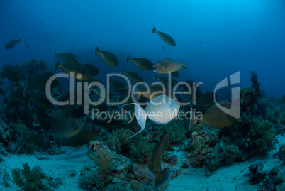 Schooling unicorn fish, Red Sea, Egypt.