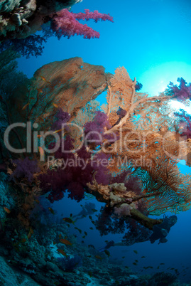 Colourful tropical reef