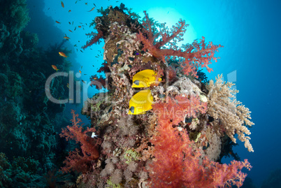 Vibrant tropical Soft coral reef