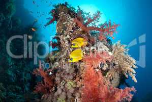 Vibrant tropical Soft coral reef