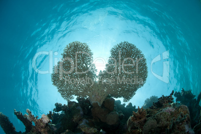 Underwater shot of heart shaped hard coral.