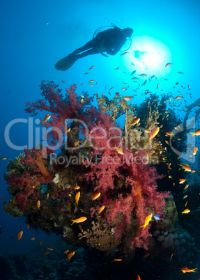 Silhouette of scuba diver above coral reef