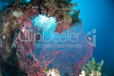 Pink Soft coral