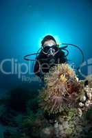 Female scuba diver looking at clown fish and anemone