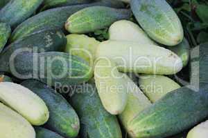 Miscellaneous cucumbers.