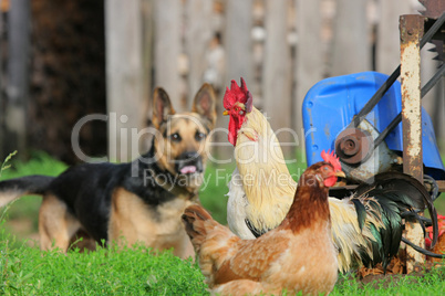 Rural landscape with farm animals.