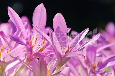 Herbstzeitlose - autumn crocus 04