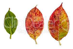 Hydrangea leaves isolated