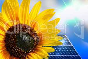 Sonnenblume mit Solarkollektor einer Solaranlage