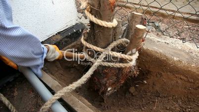 Baumstumpf mit Seil ausreissen