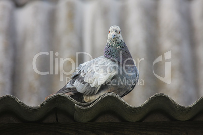 Pigeon on the roof.