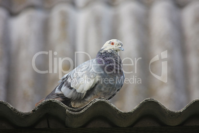 Pigeon on the roof.