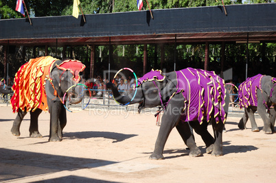PATTAYA, THAILAND - SEPTEMBER 7: The famous elephant show in Non