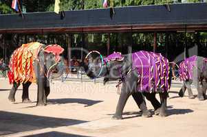 PATTAYA, THAILAND - SEPTEMBER 7: The famous elephant show in Non