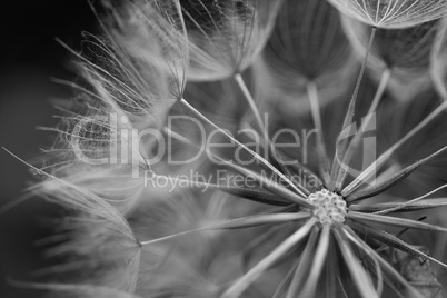 Pusteblume