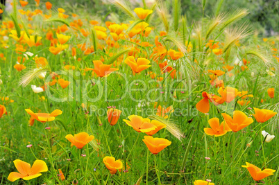 Kalifornischer Mohn - California poppy 28