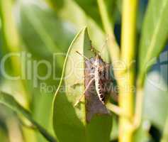 Stink bug eating leaf