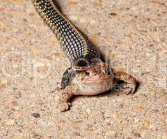 Gartner snake swallowing toad