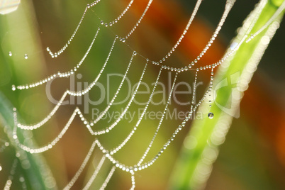 Spinnen Netz mit Tautropfen