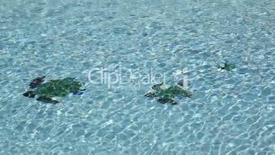 swimmingpool with turtle mosaic